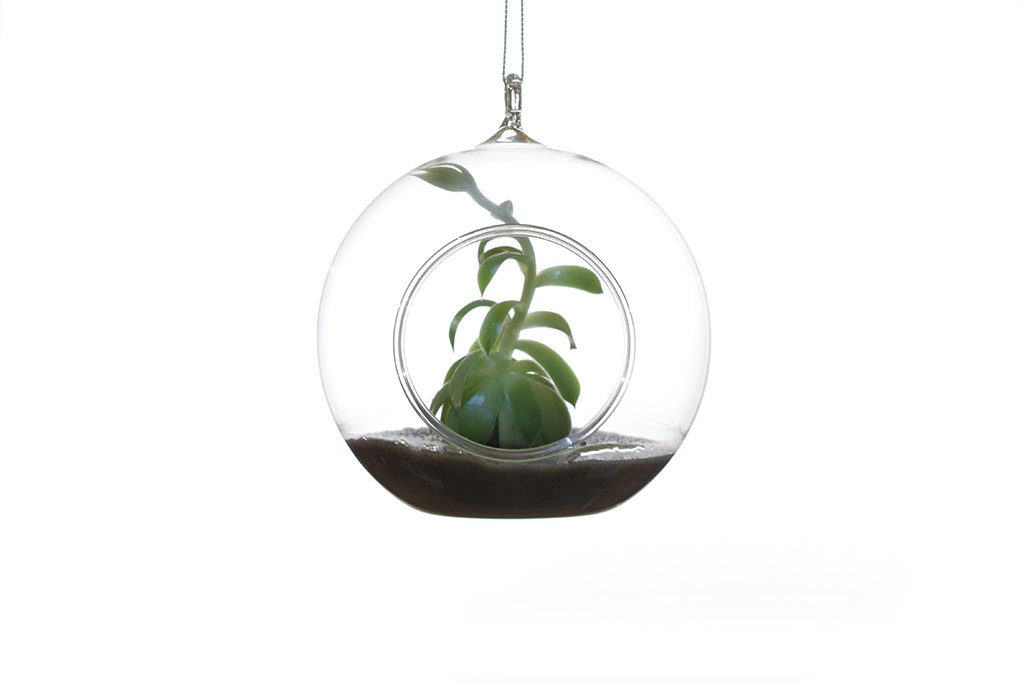 ethics Seasickness comb Glob terariu 12 cm din sticla pentru plante aeriene - Fuleki Glass